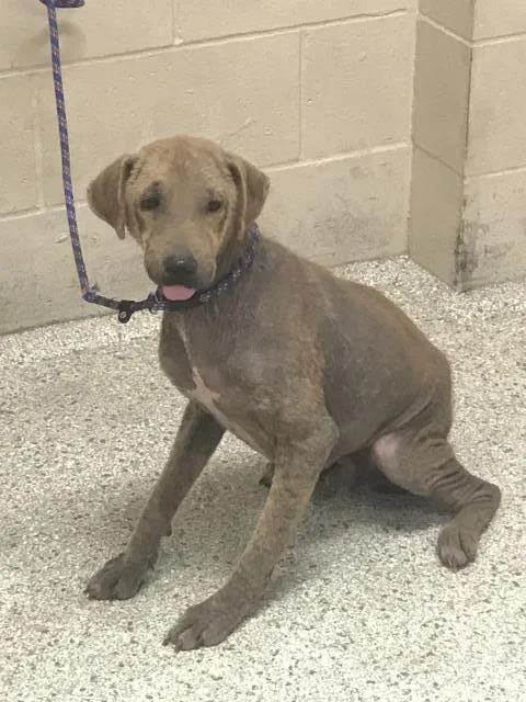 A young medium-sized male Pit Bull Terrier dog named Figaro for adoption in Conroe, TX