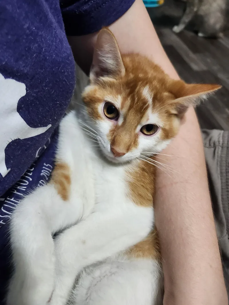 A baby medium-sized male Tabby (Orange / Red) Domestic Short Hair cat named Nova Julian for adoption in Stowe, PA