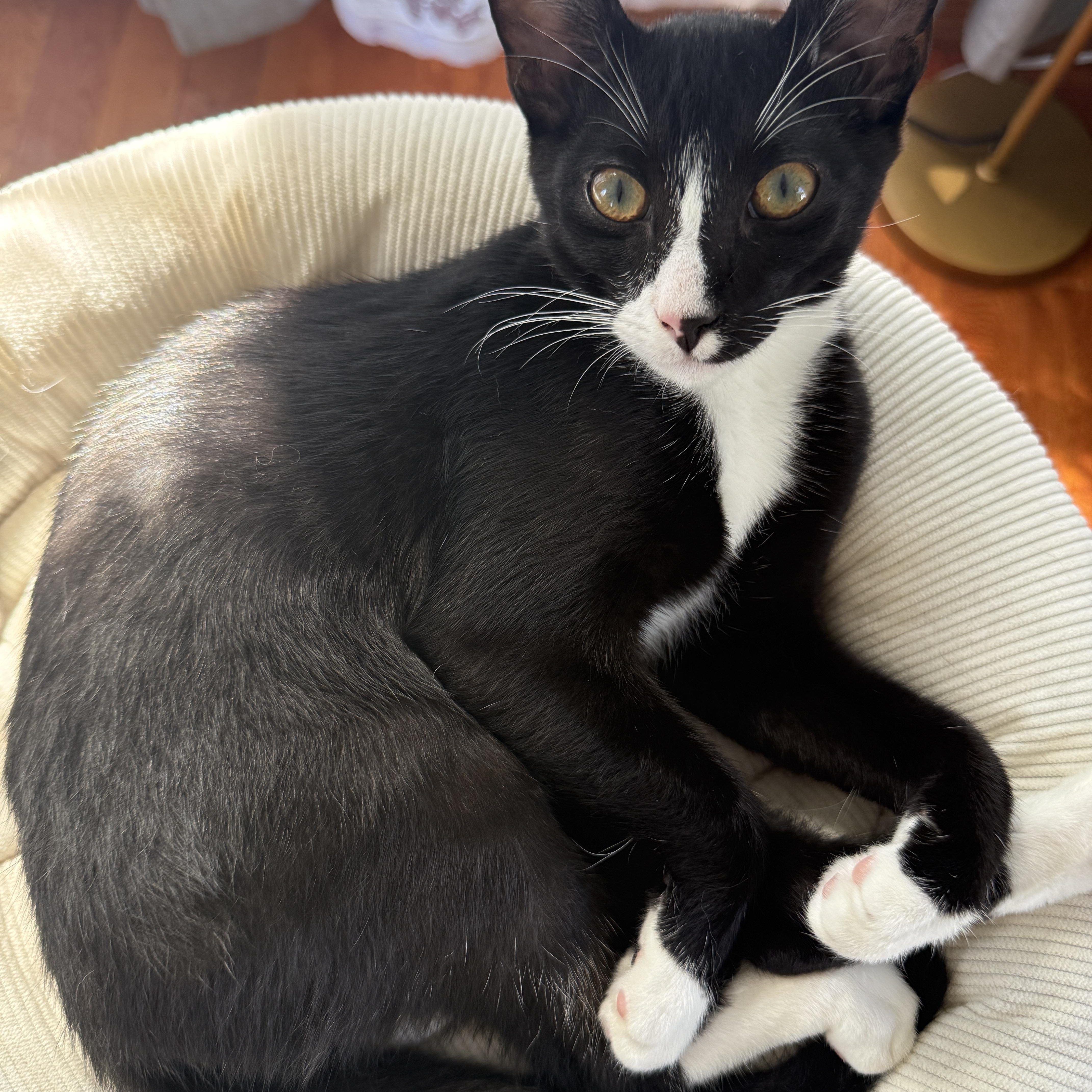 A baby large-sized male Black & White / Tuxedo Domestic Short Hair cat named Cooper for adoption in Los Angeles, CA