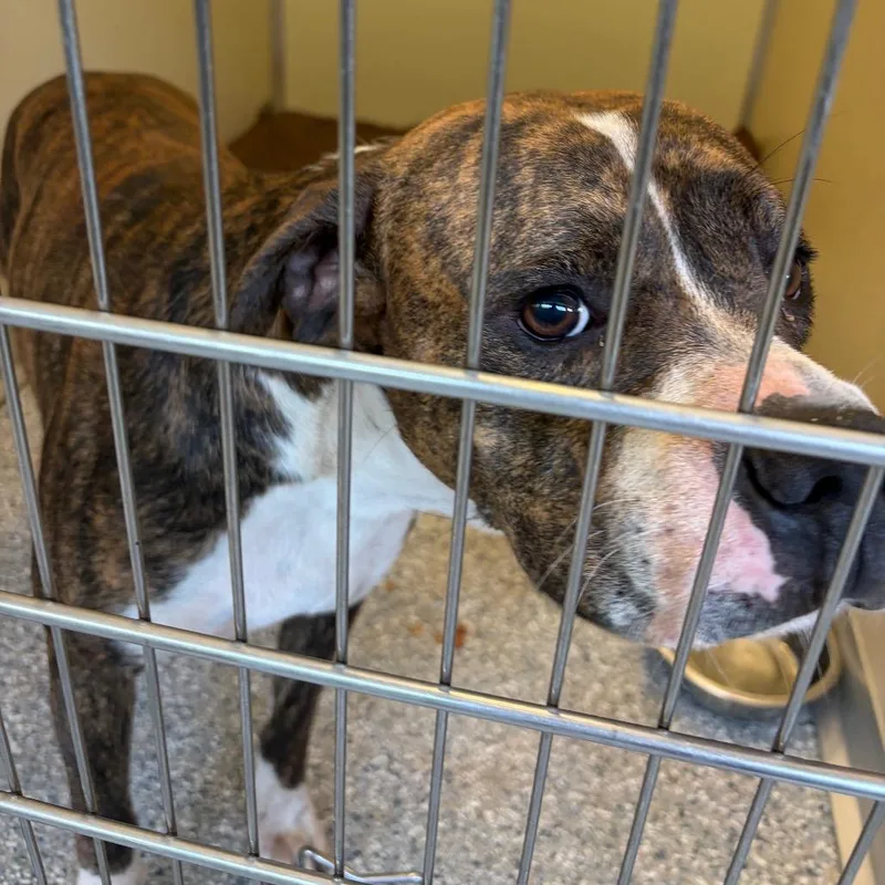 An adult medium-sized male Brindle Mixed Breed dog named Charlie for adoption in Red House, WV