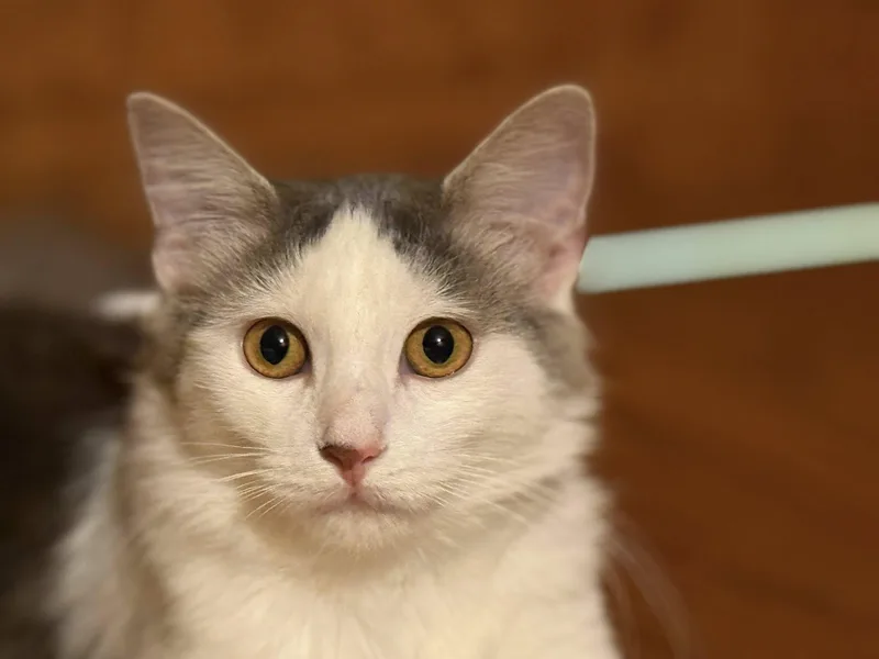 Princess Kate thumbnail 4