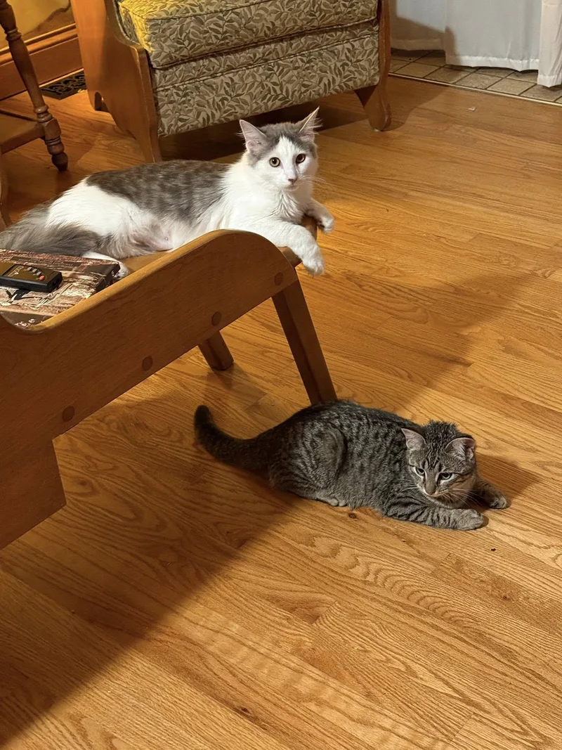 Princess Kate thumbnail 5