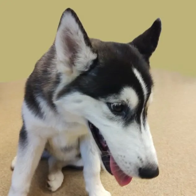 A baby medium-sized female Husky dog named Ratty for adoption in Brenham, TX