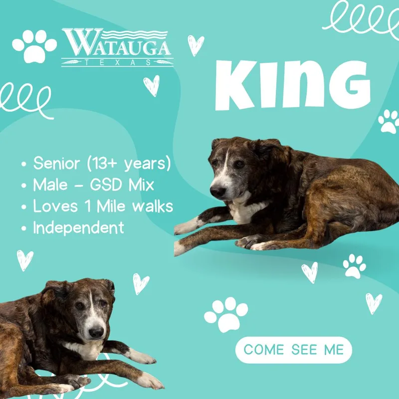 A senior large-sized male Brindle German Shepherd Dog dog named King for adoption in Watauga, TX