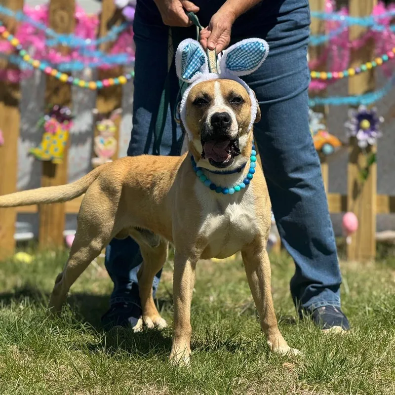 An adult large-sized male Yellow / Tan / Blond / Fawn Boxer dog named Butters for adoption in Blairsville, GA