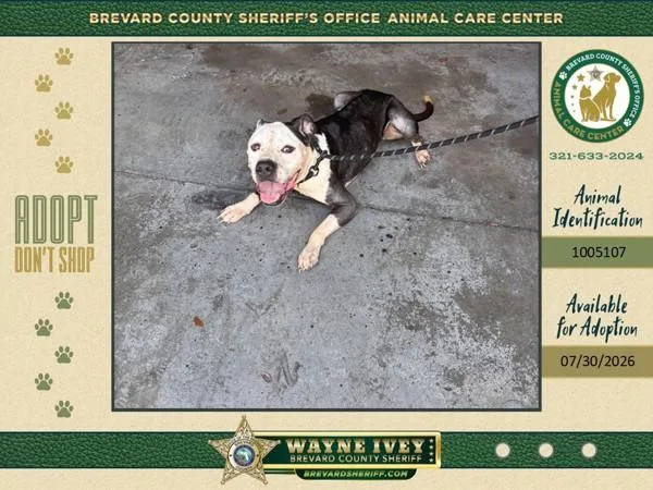 An adult large-sized male Mixed Breed dog named Teddy for adoption in Melbourne, FL