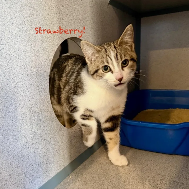 A young medium-sized female Tabby (Brown / Chocolate) Domestic Short Hair cat named Strawberry for adoption in Palatine, IL