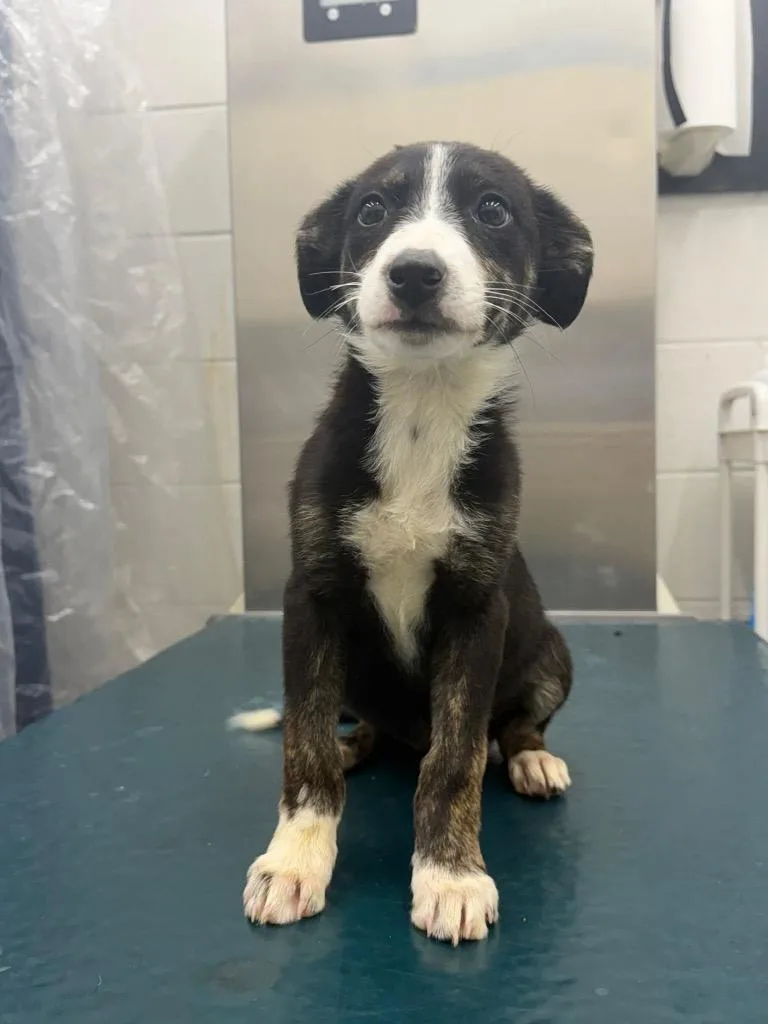 A baby extra large-sized female Border Collie dog named Sophia for adoption in North Syracuse, NY