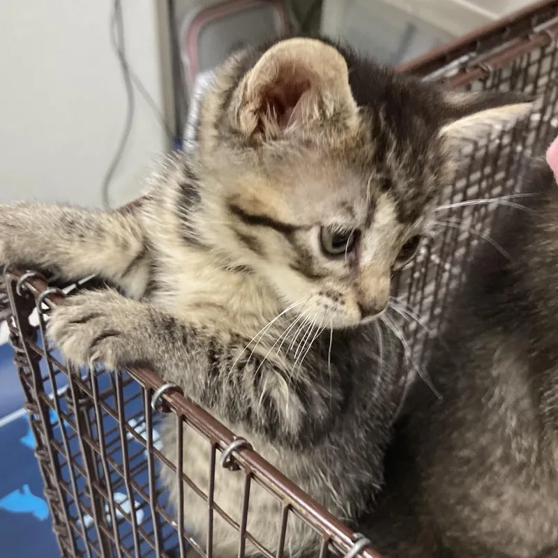 A baby small-sized female Gray / Blue / Silver Domestic Short Hair cat named Koch for adoption in Galveston, TX