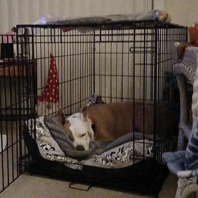 An adult medium-sized female White / Cream American Staffordshire Terrier dog named Gracie Lou for adoption in Monroe, MI