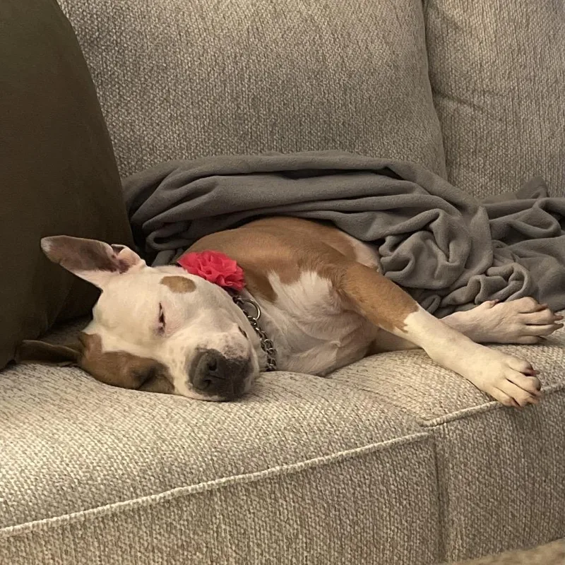 Gracie Lou thumbnail 2