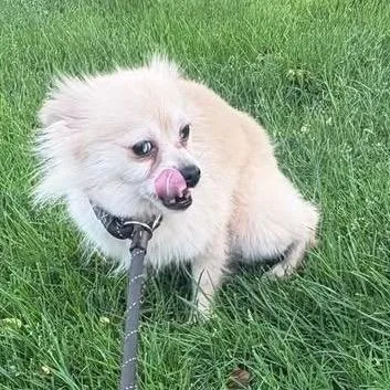 A young small-sized female Yellow / Tan / Blond / Fawn Pomeranian dog named Martell for adoption in Saint John, IN