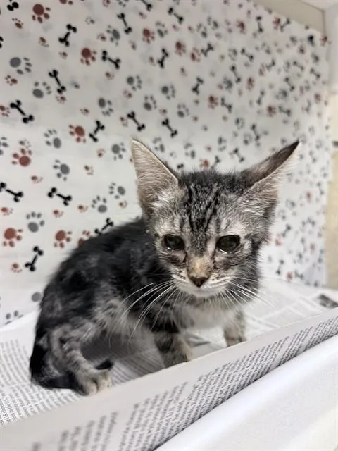 A baby small-sized male Domestic Short Hair cat named Andrew for adoption in Riverside, CA