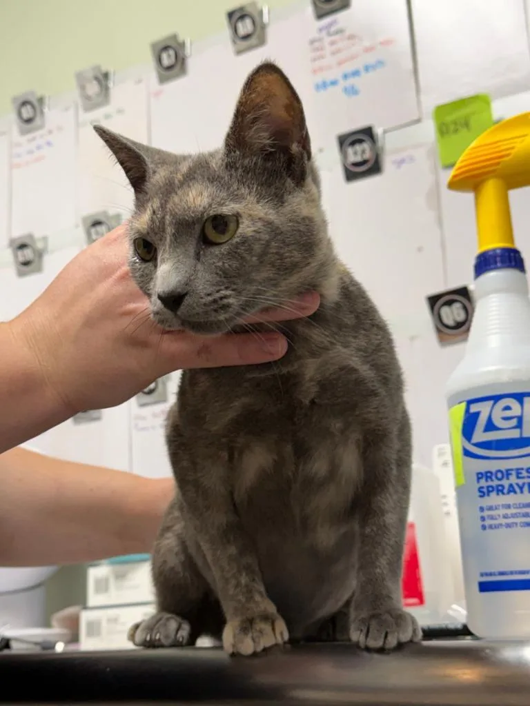 An adult medium-sized female Domestic Short Hair cat named Sadie for adoption in Rome, GA