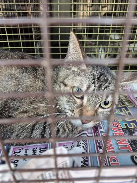 A young medium-sized female Domestic Medium Hair cat named Beba for adoption in San Antonio, TX