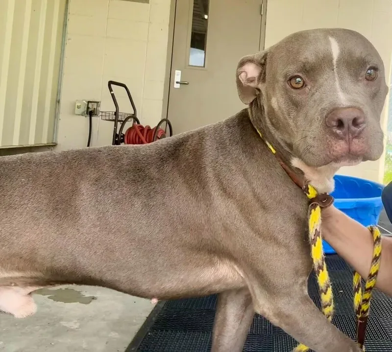 An adult large-sized male Mixed Breed dog named Sherman for adoption in Scott, LA