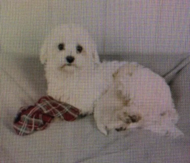 An adult small-sized female Maltese dog named Gracie for adoption in Washington, DC