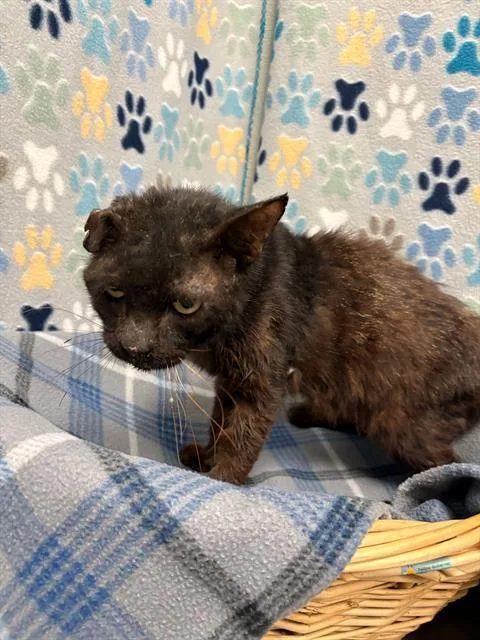 A senior large-sized male Domestic Short Hair cat named Mr Jenkins for adoption in Rosenberg, TX