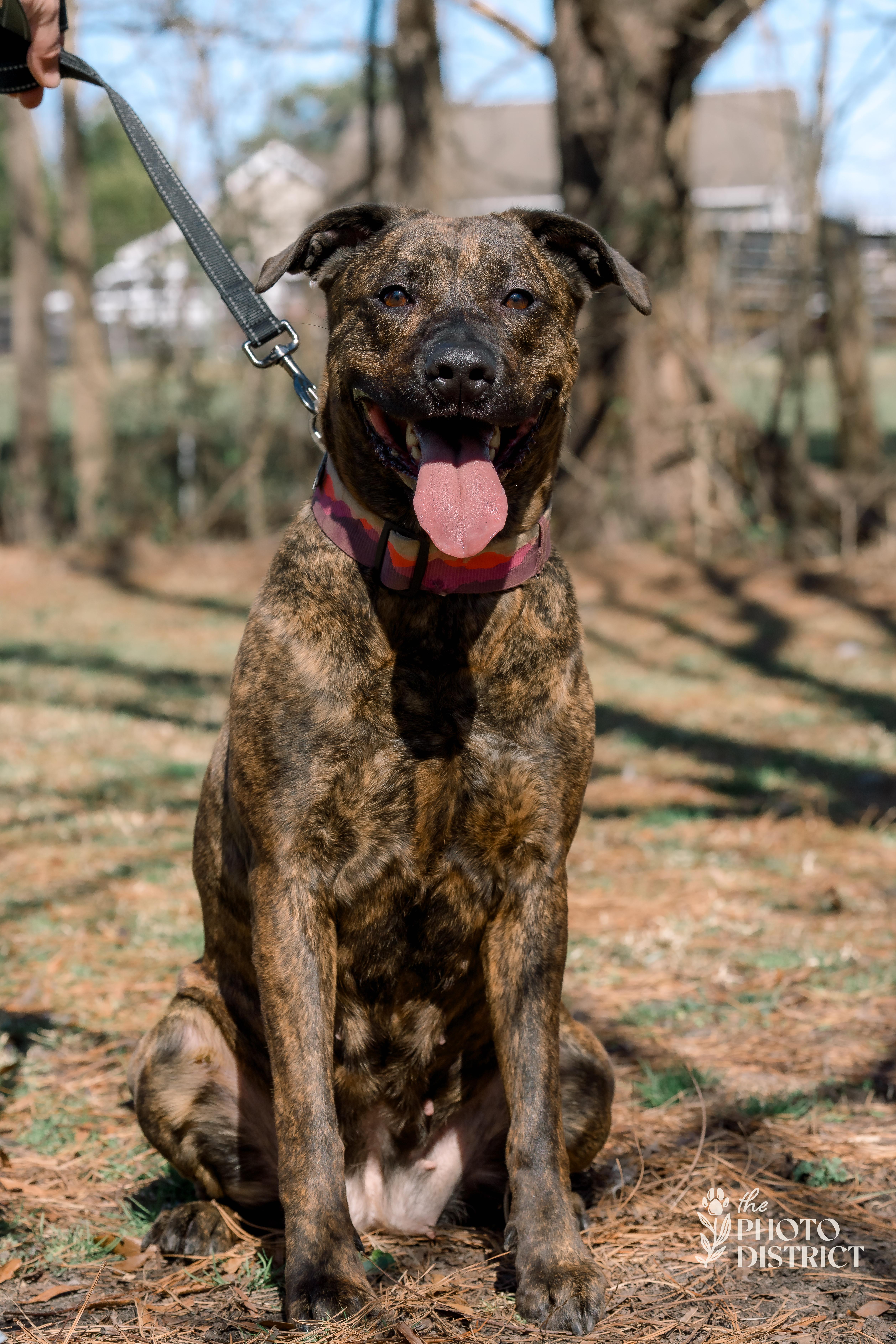 An adult large-sized female Pit Bull Terrier dog named Callie for adoption in Willard, NC