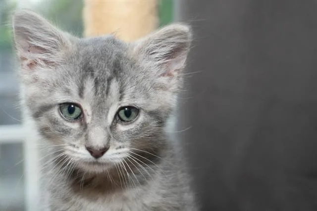 A baby small-sized male Domestic Short Hair cat named Kirby for adoption in Colorado Springs, CO