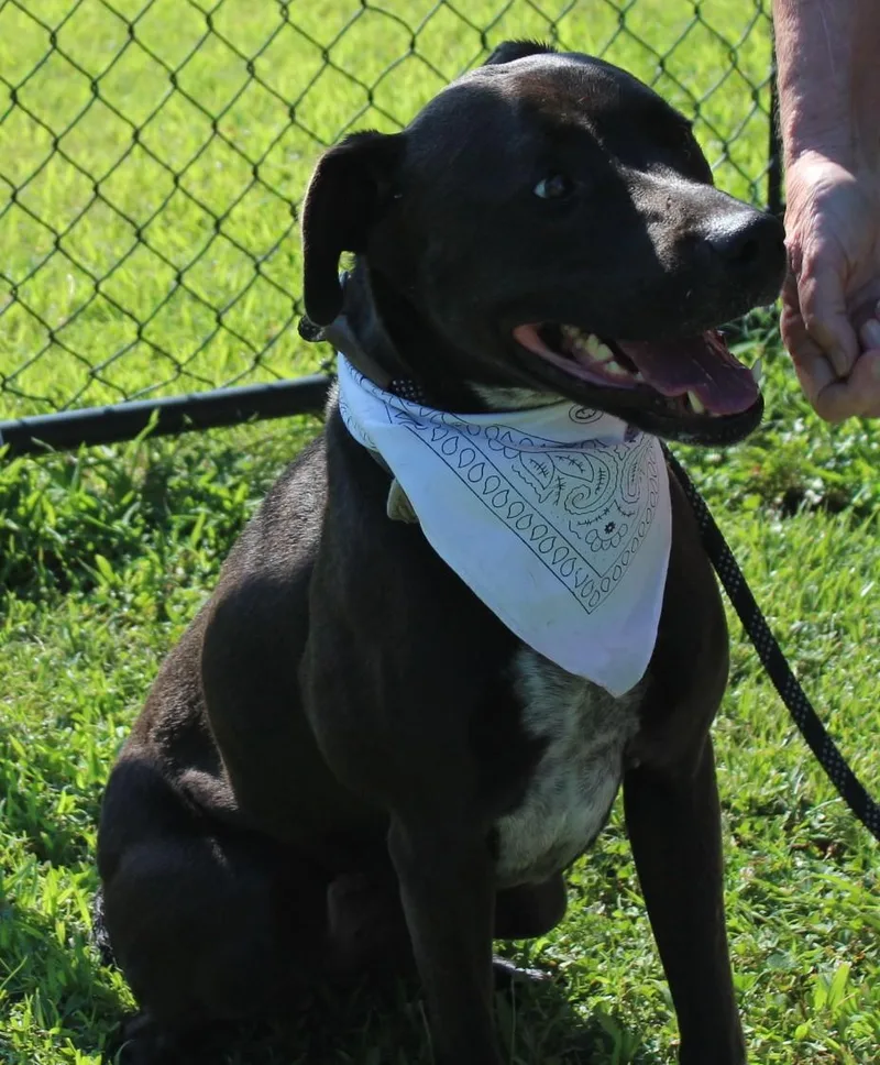 An adult medium-sized female Black Labrador Retriever dog named Stella for adoption in Claremore, OK