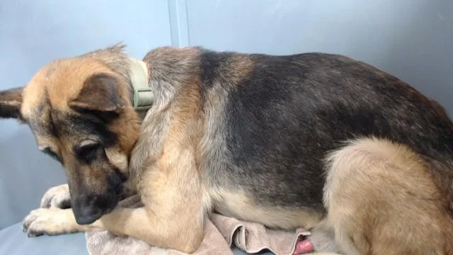 A young medium-sized male German Shepherd Dog dog named Ace for adoption in Downey, CA