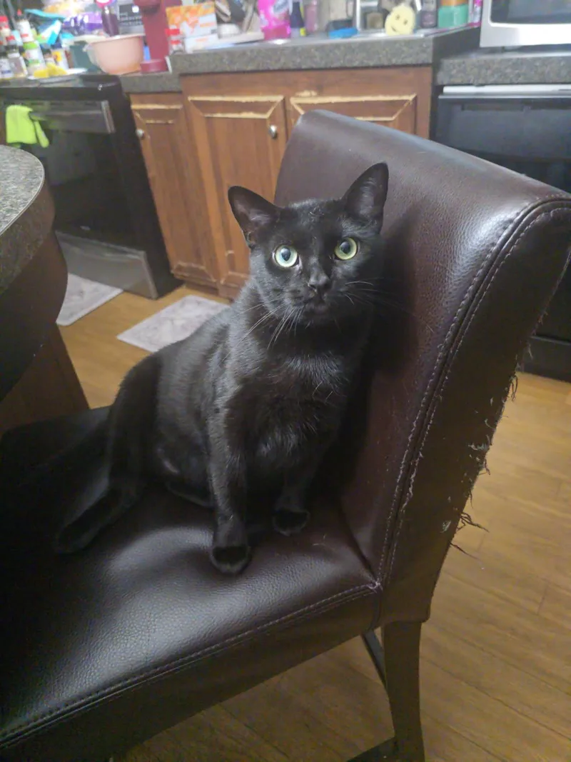 An adult medium-sized female Domestic Short Hair cat named Cleopatra for adoption in Chesapeake Beach, MD