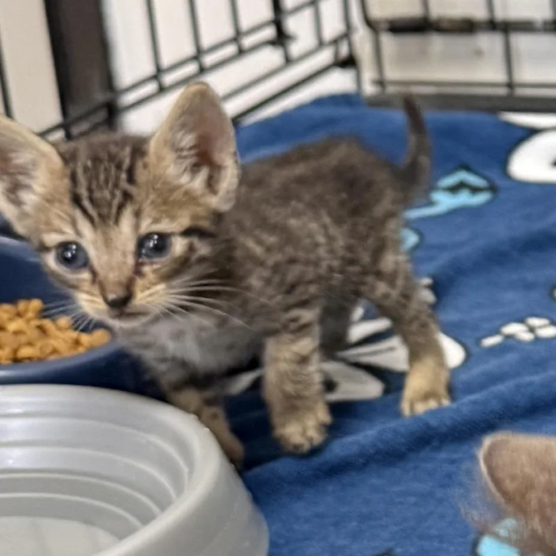 A baby small-sized male Brown / Chocolate Domestic Short Hair cat named Comet for adoption in Houston, TX