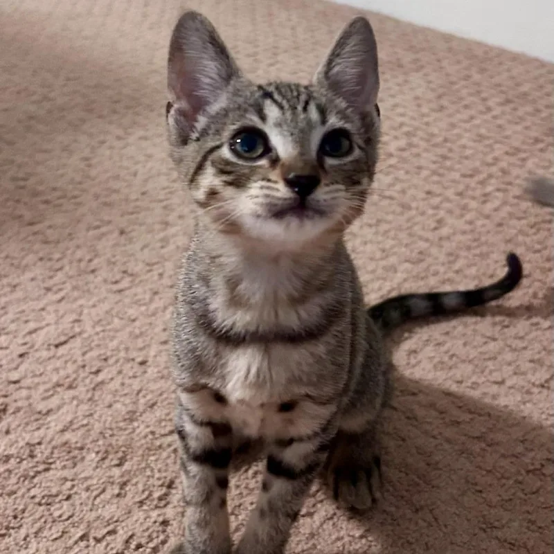 Comet thumbnail 2