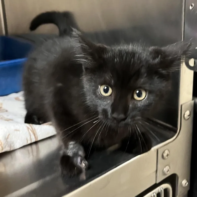 A baby small-sized male Domestic Short Hair cat named Spinning Barbell Man for adoption in York, PA