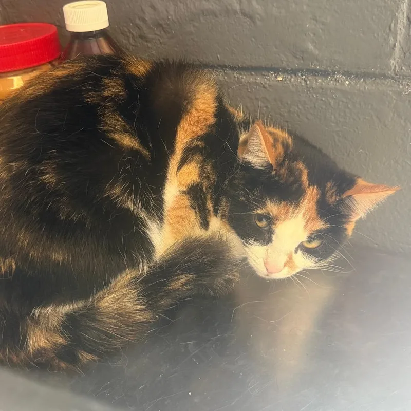 A young medium-sized female Calico Domestic Short Hair cat named TUSCStray_ for adoption in Tuscaloosa, AL