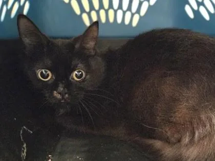 A young medium-sized female Domestic Short Hair cat named Diamond for adoption in Westland, MI
