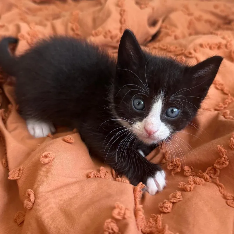 A baby small-sized male Black Domestic Short Hair cat named Oberon for adoption in Middle Village, NY