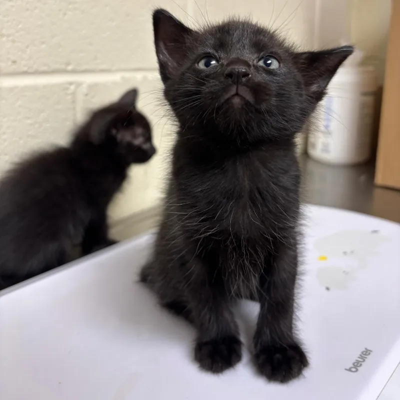 A baby small-sized male Black Domestic Short Hair cat named Colby for adoption in Roxboro, NC
