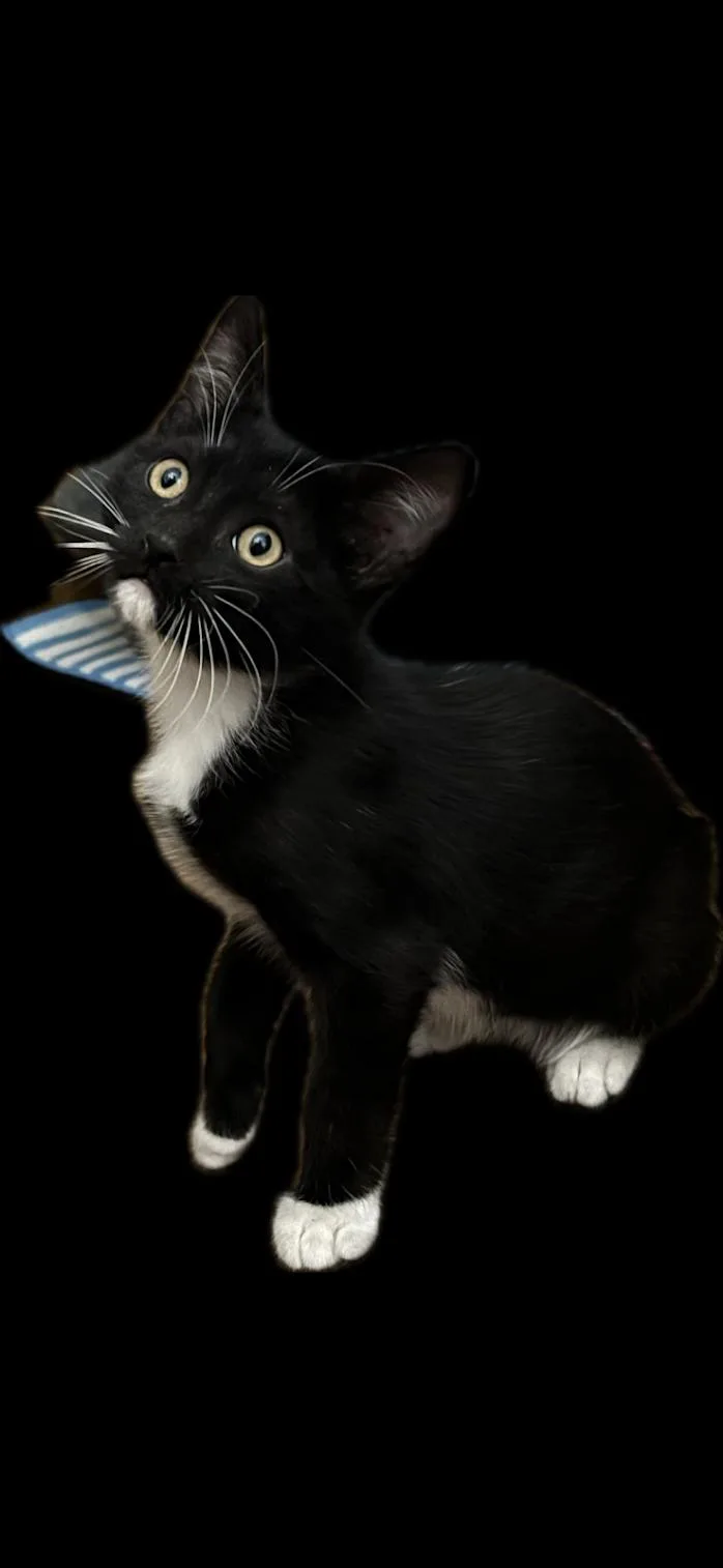 A baby medium-sized male Domestic Short Hair cat named Socks for adoption in Zimmerman, MN