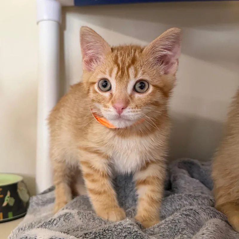 A baby small-sized male Orange / Red Domestic Short Hair cat named Wiccan for adoption in Spanish Fork, UT