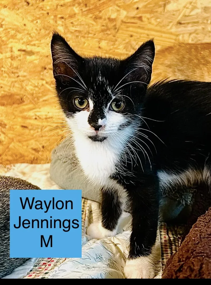 A baby small-sized male Domestic Medium Hair cat named Waylon Jennings jordan for adoption in Sneads Ferry, NC