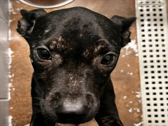 A baby small-sized female Labrador Retriever dog named Sharityn for adoption in Houston, TX