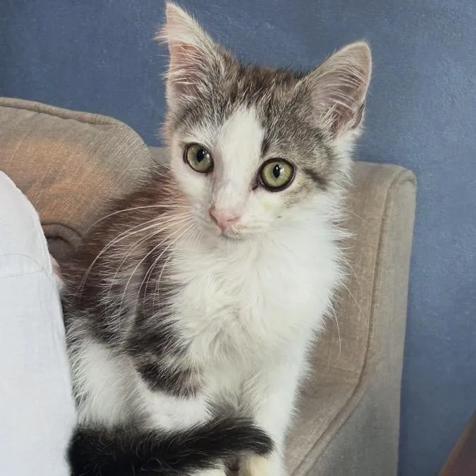 An adult small-sized male White Domestic Short Hair cat named George for adoption in Newport, TN