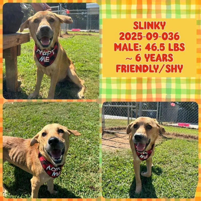 An adult medium-sized male Labrador Retriever dog named Slinky for adoption in Winder, GA