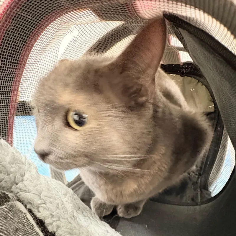 An adult medium-sized female Gray / Blue / Silver Domestic Short Hair cat named Heidi for adoption in Philadelphia, PA