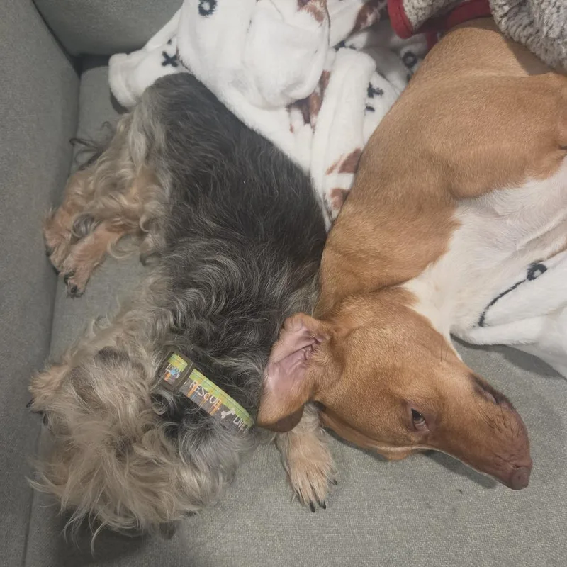 A senior small-sized female Yorkshire Terrier dog named Buttons D for adoption in Minnetonka, MN