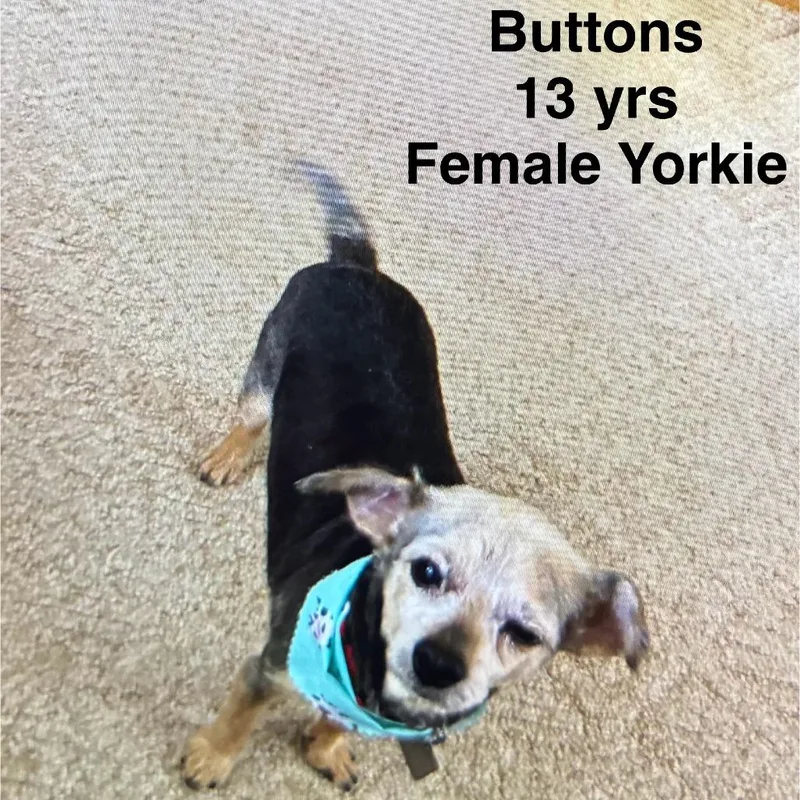 Buttons D thumbnail 6