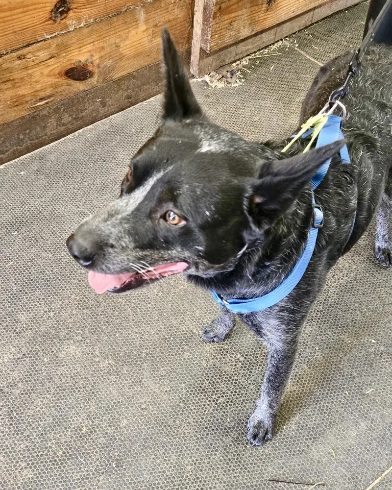 An adult medium-sized male Merle (Blue) Australian Cattle Dog / Blue Heeler dog named Noodle for adoption in New York, NY