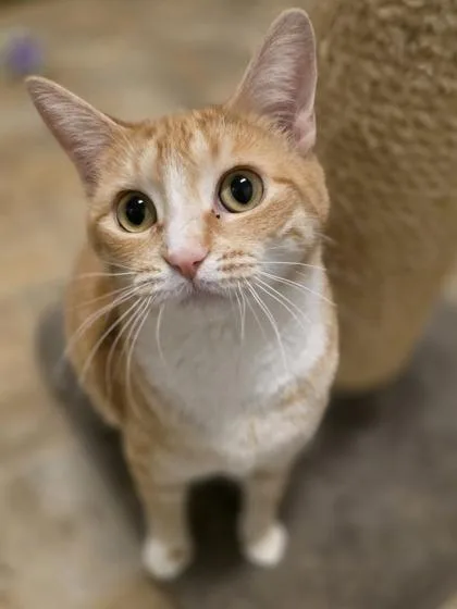 Fish Stick thumbnail 2