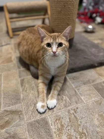 Fish Stick thumbnail 3