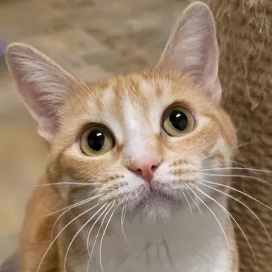 An adult medium-sized female Tabby (Orange / Red) Domestic Short Hair cat named Fish Stick for adoption in Jefferson, WI