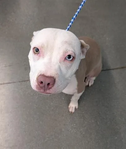An adult small-sized female Pit Bull Terrier dog named Mindy for adoption in San Martin, CA