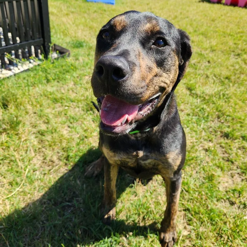 A young medium-sized female Brown / Chocolate Boxer dog named Rumi for adoption in Fort Wayne, IN