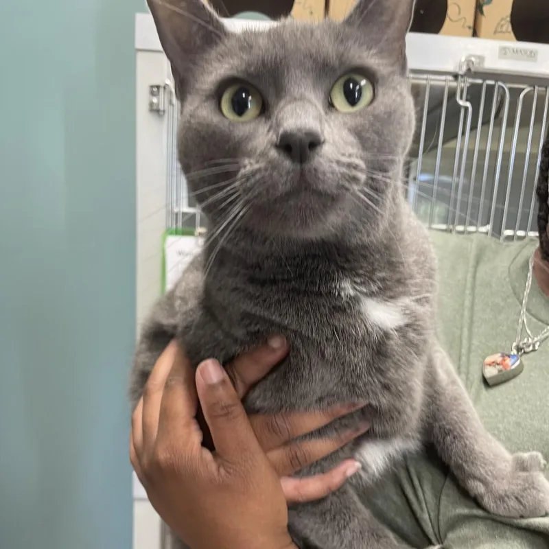 An adult large-sized female Gray / Blue / Silver Domestic Short Hair cat named Chewy for adoption in Saint Charles, MO